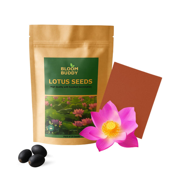 Lotus Flower Seeds for Home Gardening – 20 Aquatic Plant Seeds